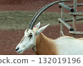 Shiro Orix 132019196