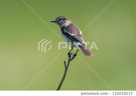 Nobataki停在樹枝上 132019215