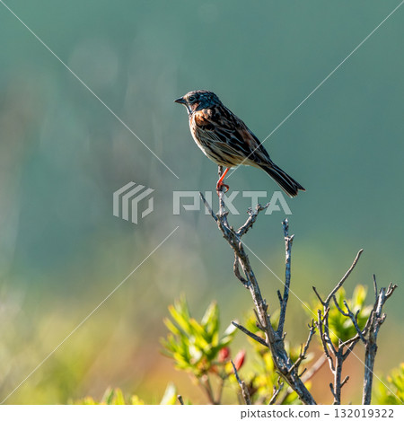 春季，遷徙的紅背鹀 132019322