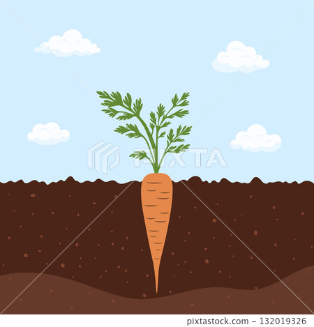 Carrot Growing in Soil Cross Section, Vector Illustration. Flat Cartoon Carrot Plant with Leaves. Carrot Root Underground. Garden, Agriculture, Organic Harvest, Vegetable, Food Concept 132019326