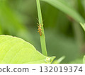 A lily of the valley clinging to a leaf 132019374