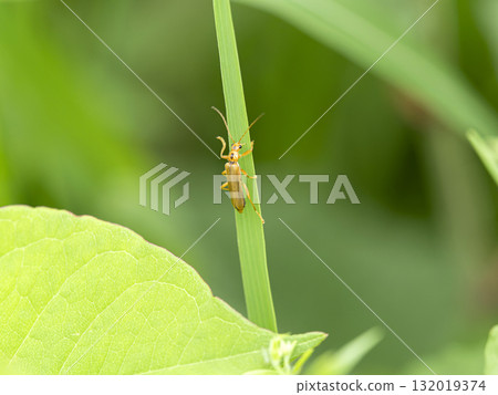 A lily of the valley clinging to a leaf 132019374