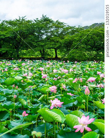 雨後荷塘濕潤的景色 132019555