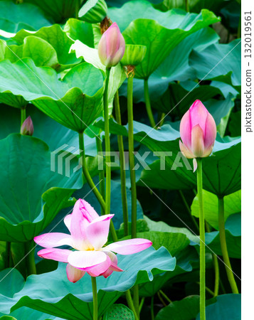 雨後荷塘濕潤的景色 132019561