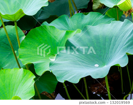雨後荷塘濕潤的景色 132019569