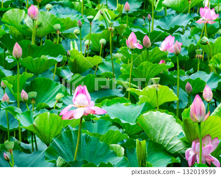 The moist scenery of the lotus pond after the rain The moist scenery of the lotus pond after the rain 132019599