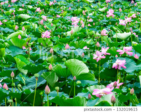 The moist scenery of the lotus pond after the rain The moist scenery of the lotus pond after the rain 132019615
