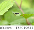A ground wasp resting on a leaf 132019631