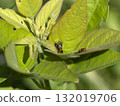 sawfly perched on a leaf 132019706