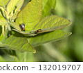 sawfly perched on a leaf 132019707