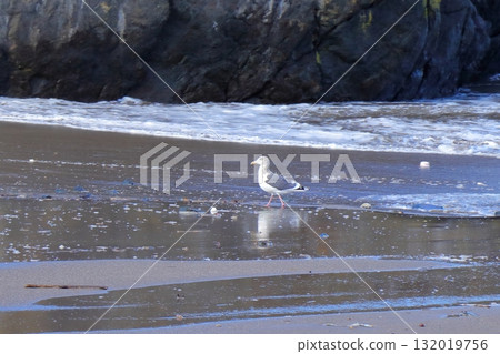 青森縣八戶市蕪島的海貓 青森縣八戶市蕪島的海貓 132019756