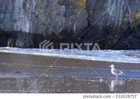 青森縣八戶市蕪島的海貓 青森縣八戶市蕪島的海貓 132019757