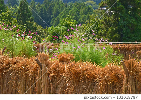 Terasaka Rice Terraces in Autumn, Chichibu County, Saitama Prefecture 132019787