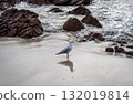 Seagull standing on wet sand at Stokes Bay Beach, Australia 132019814