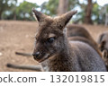 Wallaby standing on dry ground in Kangaroo Island, Australia 132019815