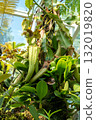 Nepenthes carnivorous plant in Singapore Botanic Gardens 132019820