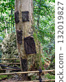 Child funeral urns in kapok tree, Toraja, Sulawesi, Indonesia 132019827