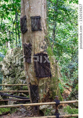 Child funeral urns in kapok tree, Toraja, Sulawesi, Indonesia Child funeral urns in kapok tree, Toraja, Sulawesi, Indonesia 132019827