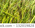Close-up of rice plants in Toraja, Sulawesi, Indonesia 132019828