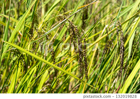 Close-up of rice plants in Toraja, Sulawesi, Indonesia 132019828