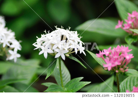 Pentas lanceolata , Egyptian star cluster or RUBIACEAE or Egyptian starcluster or Starflower or White Egyptian starcluster flowers Pentas lanceolata , Egyptian star cluster or RUBIACEAE or Egyptian starcluster or Starflower or White Egyptian starcluster flowers 132019855