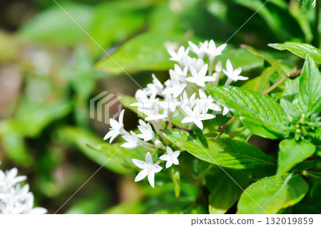 Pentas lanceolata , Egyptian star cluster or RUBIACEAE or Egyptian starcluster or Starflower or White Egyptian starcluster flowers Pentas lanceolata , Egyptian star cluster or RUBIACEAE or Egyptian starcluster or Starflower or White Egyptian starcluster flowers 132019859