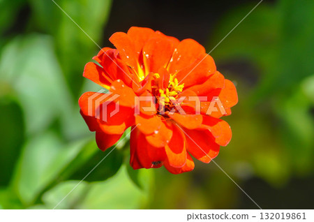Zinnia violacea Cav, Z violacea or Plantae, Asteraceae or Magnoliopsida or Zinnia violacea or orange flower 132019861