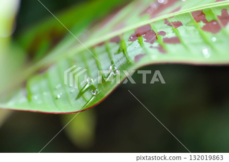 banana plant, blood banana or Musa acuminata or Musa balbisiana or rain droplet 132019863
