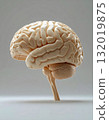 Human brain profile view model with cerebellum visible 132019875