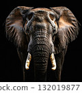 Powerful elephant portrait with long tusks and textured wrinkled skin 132019877