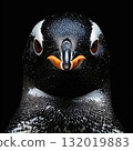 Gentoo penguin portrait with orange beak and spotted feathers 132019883