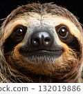 Smiling face of sloth captured in warm close portrait 132019886