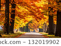Beautiful autumn foliage road 132019902