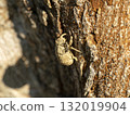 Ants walking on the exoskeleton of a cicada 132019904