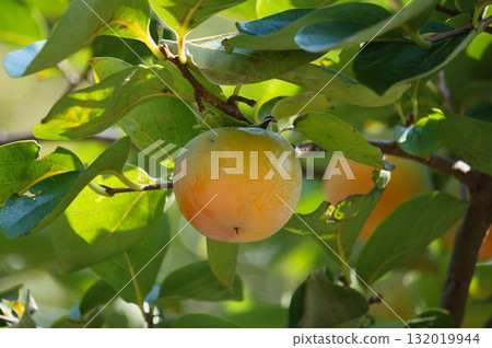 A hint of autumn, persimmons beginning to change color in the soft light 132019944