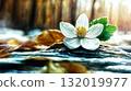 White spring flower blooming in the forest 132019977