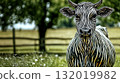 Strikingly patterned cow in spring pasture 132019982