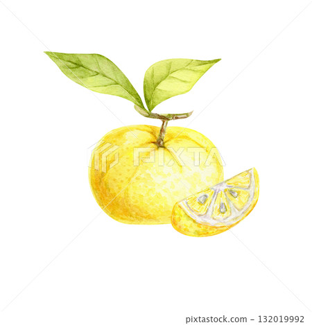 Yellow yuzu fruit with slice and green leaves in watercolor clipart, hand drawn botanical illustration for use in labels, fabric prints, invitations, recipe books, product packaging and stationery. 132019992
