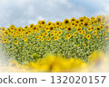 A field of sunflowers spreading all over (Hiruzen Plateau) A field of sunflowers spreading all over (Hiruzen Plateau) 132020157