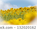 A field of sunflowers spreading all over (Hiruzen Plateau) A field of sunflowers spreading all over (Hiruzen Plateau) 132020162