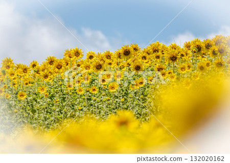 遍地開花的向日葵花田(蒜山高原) 遍地開花的向日葵花田(蒜山高原) 132020162