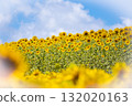 A field of sunflowers spreading all over (Hiruzen Plateau) A field of sunflowers spreading all over (Hiruzen Plateau) 132020163