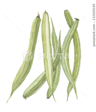 瓜爾豆水彩畫 瓜爾豆水彩畫 132020195