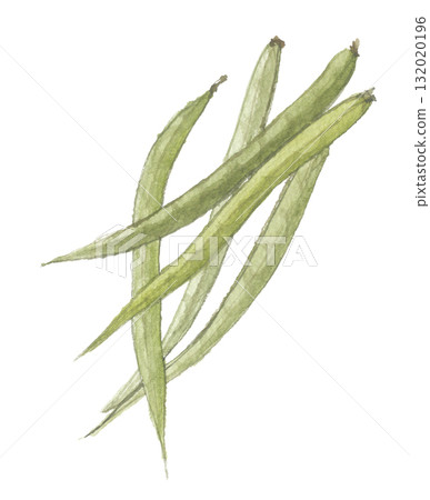 Watercolor drawing of guar beans 132020196