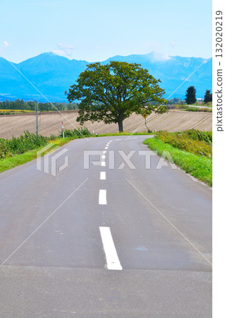 美瑛町七星樹 132020219