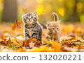 Kitten walking among the autumn leaves 132020221