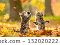 Kitten playing with autumn leaves 132020222