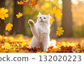 White cat playing with autumn leaves 132020223