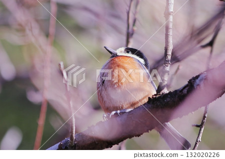 A cute varied tit curled up on a branch A cute varied tit curled up on a branch 132020226