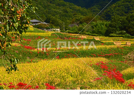 秋日的寺坂梯田,埼玉縣秩父縣 秋日的寺坂梯田,埼玉縣秩父縣 132020234